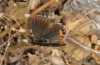 Chilades trochylus: Female (Greece, Arachova near Delfi, late July 2025) [N]
