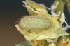Chilades trochylus: L3 larva (e.o. rearing, Greece, Arachova near Delfi, eggs found in late July 2025) [S]