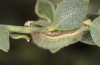 Chilades trochylus: L4 larva (Greece, Arachova near Delfi, late July 2025) [M]