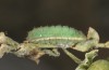 Chilades trochylus: L4 larva (Greece, Arachova near Delfi, late July 2025) [M]