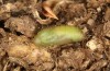Chilades trochylus: Pupa (e.l. rearing, Greece, Arachova near Delfi, larvae in late July 2025) [S]