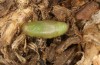 Chilades trochylus: Pupa (e.l. rearing, Greece, Arachova near Delfi, larvae in late July 2025) [S]