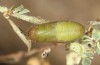 Chilades trochylus: Pupa (e.l. rearing, Greece, Arachova near Delfi, larvae in late July 2025) [S]