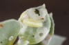 Chilades trochylus: L1 larva (e.o. rearing, Greece, Arachova near Delfi, eggs found in late July 2025) [S]