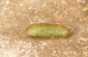 Chilades trochylus: Pupa (e.l. rearing, Greece, Arachova near Delfi, larvae in late July 2025) [S]