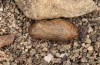 Scolitantides vicrama: Pupa (e.l. rearing, N-Greece, Siatista, larva in early June 2021) [S]