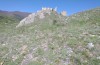 Scolitantides vicrama: Habitat (Romania, Apuseni mountains, May 2021) [N]
