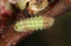 Satyrium w-album: Larva L2 (e.o., S-Germany, Memmingen, 2023) [S]