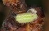 Satyrium w-album: Larva L3 (e.o., S-Germany, Memmingen, 2023) [S]