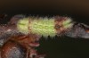 Satyrium w-album: Larva L3 (e.o., S-Germany, Memmingen, 2023) [S]