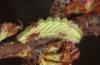 Satyrium w-album: Larva L3 (e.o., S-Germany, Memmingen, 2023) [S]