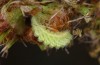 Satyrium w-album: Larva L3 (e.o., S-Germany, Memmingen, 2023) [S]