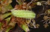 Satyrium w-album: Larva L3 (e.o., S-Germany, Memmingen, 2023) [S]