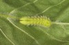 Satyrium w-album: Larva L4 (S-Germany, Memmingen, 30. April 2018) [S]