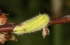 Satyrium w-album: Larva L4 (e.o., S-Germany, Memmingen, 2023) [S]
