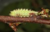 Satyrium w-album: Larva L4 (e.o., S-Germany, Memmingen, 2023) [S]