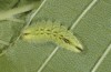 Satyrium w-album: Larva L4 (S-Germany, Heidenheim/Brenz, 06. May 2007) [M]