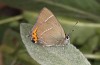 Satyrium w-album: Male (e.o., S-Germany, Memmingen, 2023) [S]