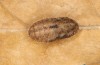 Satyrium w-album: Pupa (e.o., S-Germany, Memmingen, 2023) [S]