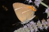 Satyrium w-album: Female (N-Greece, Mount Olympus, 22. July 2010) [N]