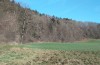 Satyrium w-album: Habitat along a woodland margin with single Ulmus glabra. Here also occur S. pruni, F. quercus and T. betulae (S-Germany, Memmingen, January 2023) [N]