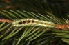 Calliteara abietis: Larva in penultimate instar (e.l. Germany, eastern Baden-W&uuml;rttemberg, larva found in late September 2024) [S]