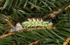Calliteara abietis: Moulting from penultimate into last instar (e.l. Germany, eastern Baden-W&uuml;rttemberg, larva found in late September 2024) [S]