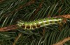 Calliteara abietis: Larva in the final instar (e.l. Germany, eastern Baden-W&uuml;rttemberg, larva found in late September 2024) [S]
