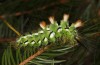 Calliteara abietis: Larva in the final instar (e.l. Germany, eastern Baden-W&uuml;rttemberg, larva found in late September 2024) [S]