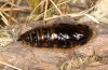 Calliteara abietis: Female pupa (e.l. Germany, eastern Baden-W&uuml;rttemberg, larva found in late September 2024) [S]