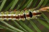 Calliteara abietis: Half-grown larva before hibernation (Germany, eastern Baden-W&uuml;rttemberg, late September 2024) [M]