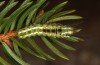 Calliteara abietis: Half-grown larva after hibernation (e.l. Germany, eastern Baden-W&uuml;rttemberg, larva found in late September 2024) [S]