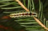 Calliteara abietis: Half-grown larva before hibernation (Germany, eastern Baden-W&uuml;rttemberg, late September 2024) [M]
