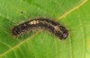 Ocneria atlantica: Larva (breeding) [S]