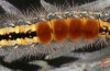 Orgyia aurolimbata: Larva (Spain, Avila, Sierra de Gredos, late June 2025) [M]
