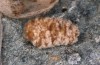 Orgyia aurolimbata: Female (e.l. rearing, Spain, Avila, Sierra de Gredos, larvae found in late June 2025) [S]