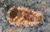 Orgyia aurolimbata: Female (e.l. rearing, Spain, Avila, Sierra de Gredos, larvae found in late June 2025) [S]