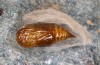 Orgyia aurolimbata: Male pupa (e.l. rearing, Spain, Avila, Sierra de Gredos, larvae found in late June 2025) [S]