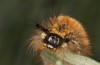Orgyia aurolimbata: Larva (Spain, Avila, Sierra de Gredos, late June 2025) [M]