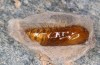 Orgyia aurolimbata: Male pupa (e.l. rearing, Spain, Avila, Sierra de Gredos, larvae found in late June 2025) [S]