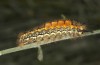 Orgyia aurolimbata: Larva (Spain, Avila, Sierra de Gredos, late June 2025) [M]