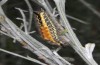 Orgyia aurolimbata: Larva (Spain, Avila, Sierra de Gredos, late June 2025) [M]
