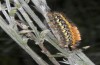 Orgyia aurolimbata: Larva (Spain, Avila, Sierra de Gredos, late June 2025) [M]