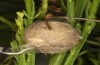 Orgyia aurolimbata: Cocoon (e.l. rearing, Spain, Avila, Sierra de Gredos, larvae found in late June 2025) [S]