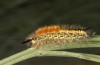 Orgyia aurolimbata: Larva (Spain, Avila, Sierra de Gredos, late June 2025) [M]