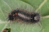 Parocneria detrita: Larva (Northern Greece, Askion, May 2010) [M]