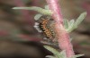Orgyia dubia: Half-grown larva (Spain, Zaragoza, late May 2018) [M]