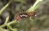Orgyia dubia: Half-grown larva (Spain, Albarracin, late May 2018)