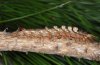 Calliteara fortunata: Larva at pine (La Palma, December 2010)