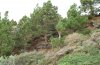 Calliteara fortunata: Habitat in La Palma (December 2010): Canarian pine woodland [N]